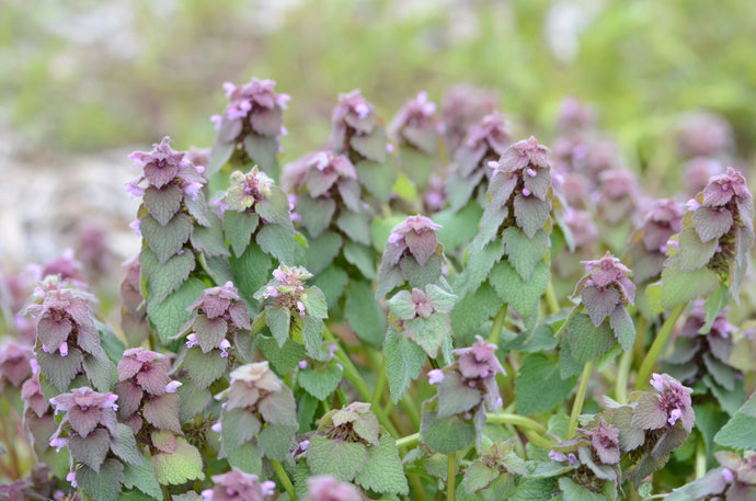 Purple Dead Nettle Tincture- (Allergies/Cardiovascular/Digestion)