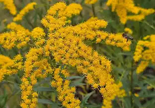 Goldenrod Tincture- (Respiratory/Urinary/Digestive)