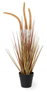 Amber Dogtail Grass