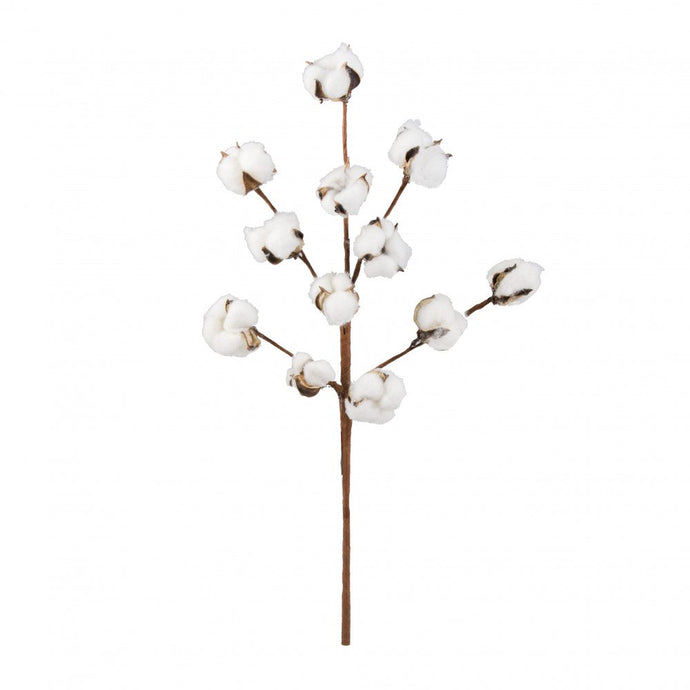 Cotton Stem 20