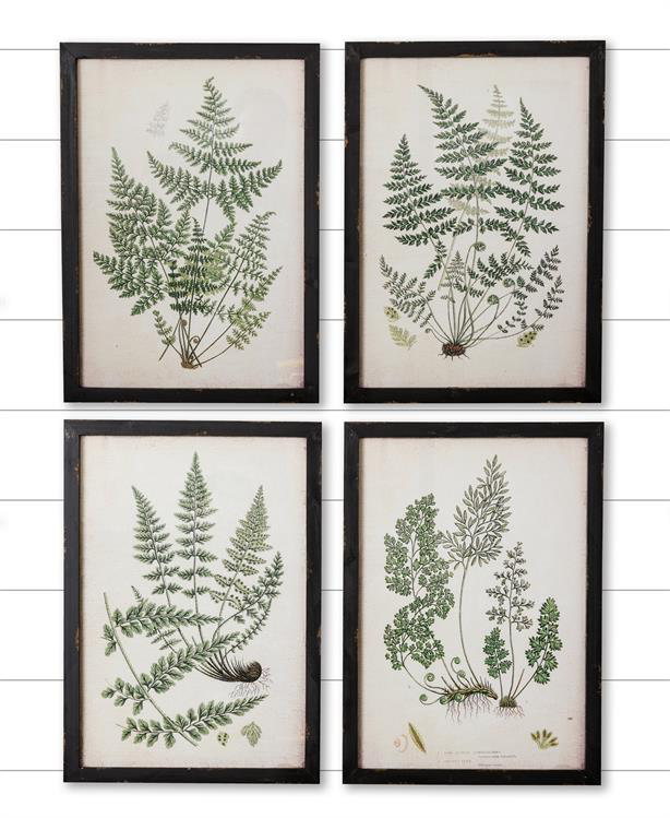 Ferns- Framed Prints