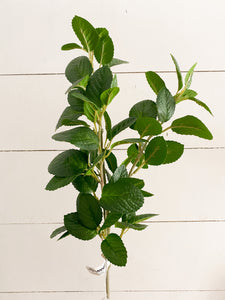Mint Leaf Stem