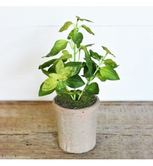 Potted Herbs